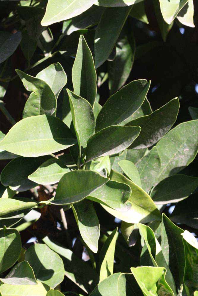            Sun leaves (Riverside, CA)   